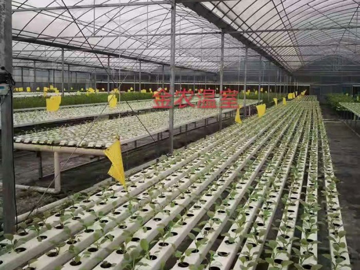 陽光板溫室栽培