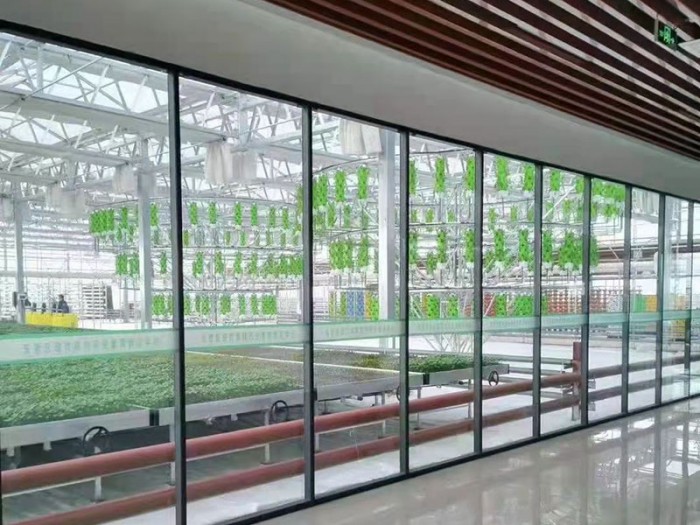 陽光板溫室栽培