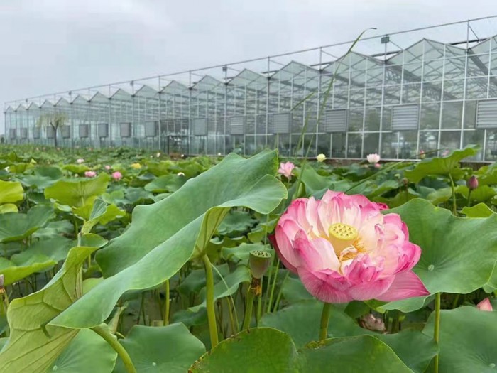 陽光板溫室生態餐廳